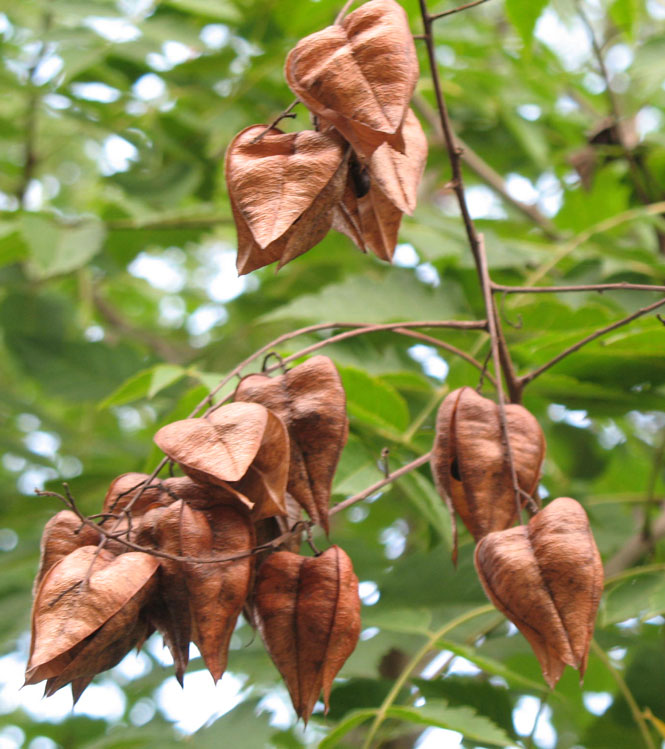 Koelreuteria panniculata