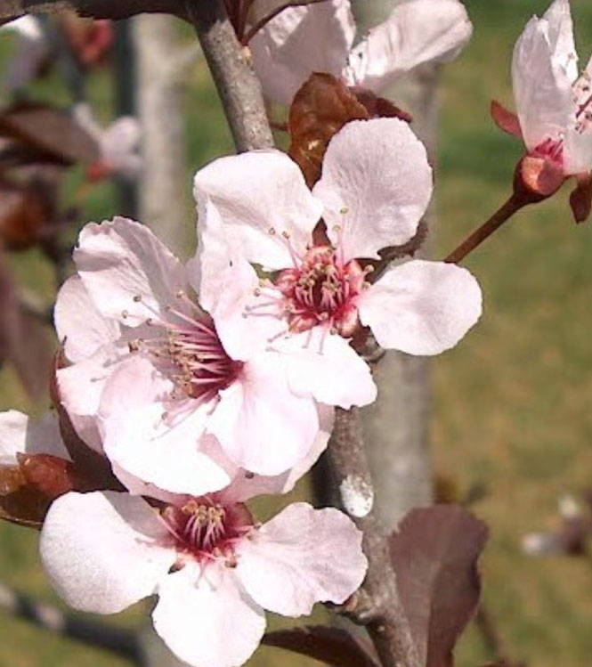 Prunus cerasifera Pissardii