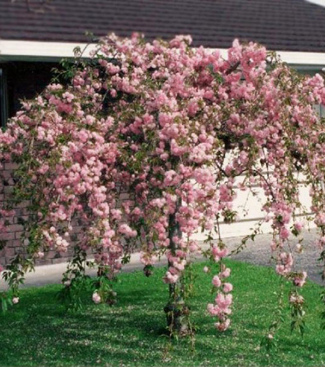 Prunus serrulata Kiku-Shidare-Sakura