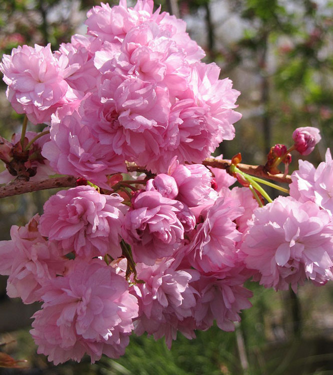 Prunus serrulata Kiku-Shidare-Sakura