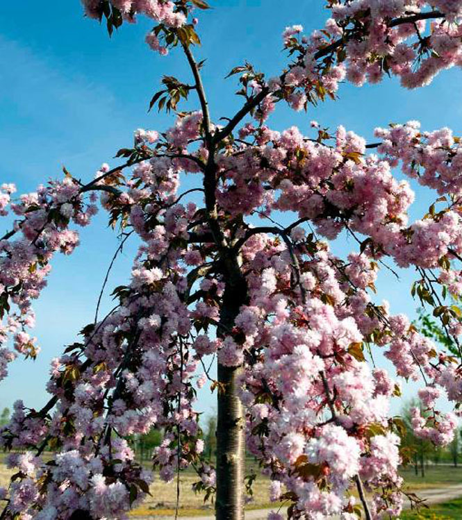 Prunus serrulata Kiku-Shidare-Sakura