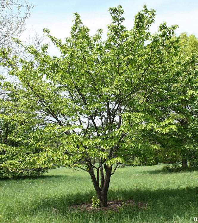 Prunus serrulata Kanzan