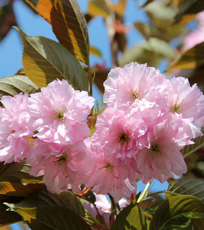 Prunus serrulata Kanzan