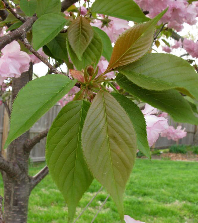 Prunus serrulata Kanzan