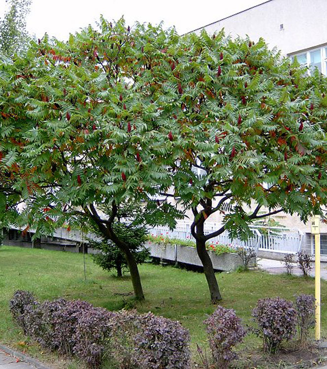 Rhus typhina