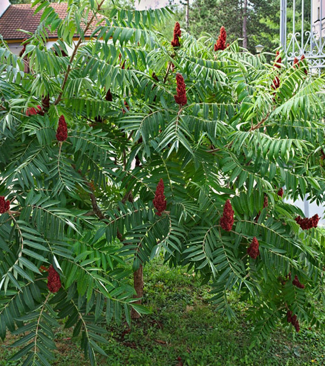 Rhus typhina