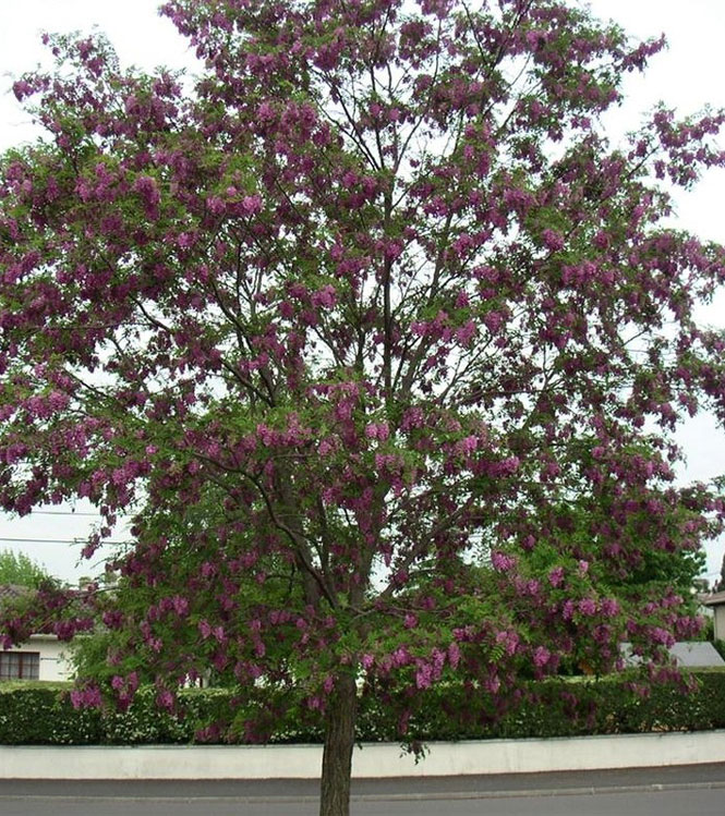 Robinia pseudoacacia Casque Rouge