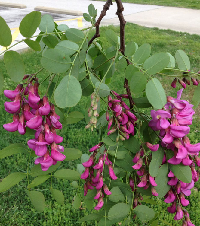 Robinia pseudoacacia Casque Rouge