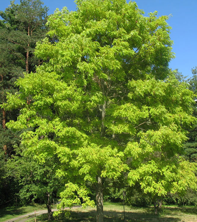 Robinia pseudoacacia Frisia