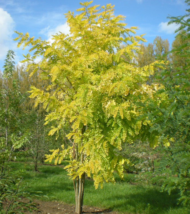 Robinia pseudoacacia Frisia