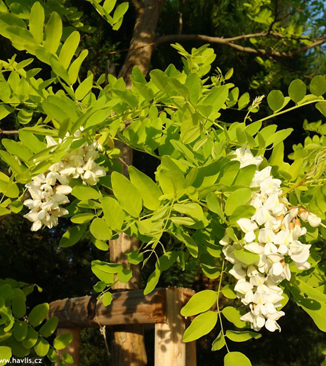 Robinia pseudoacacia Frisia