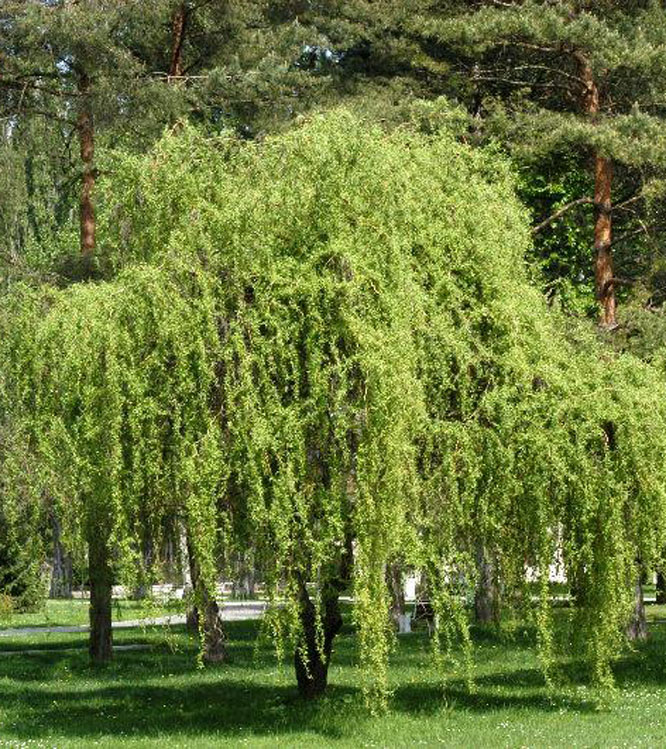 Salix matsudana