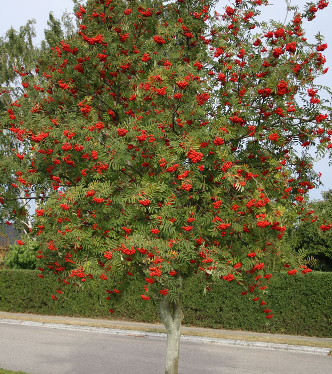 Sorbus aucuparia