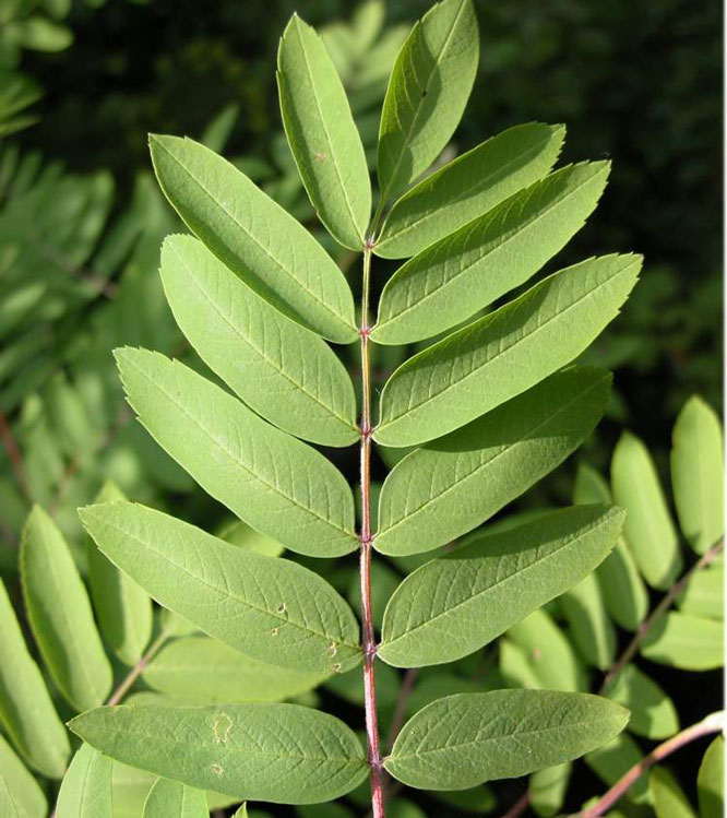 Sorbus aucuparia