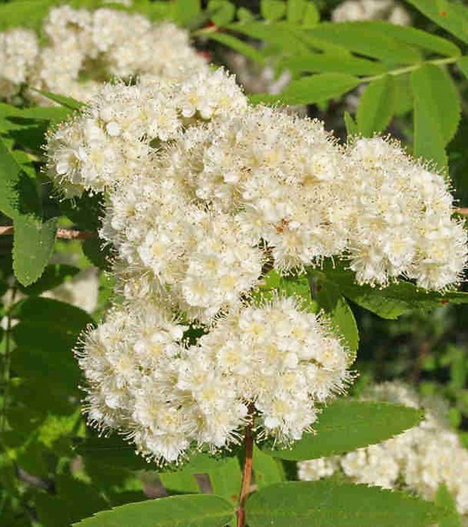 Sorbus aucuparia