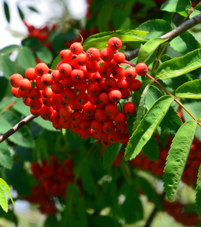 Sorbus aucuparia