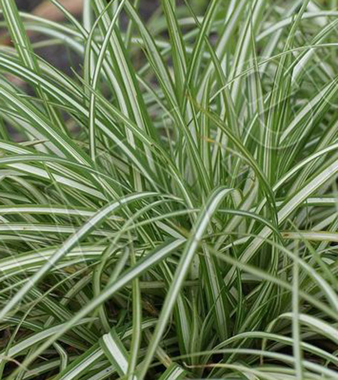 Carex ornithopoda 'Variegata'