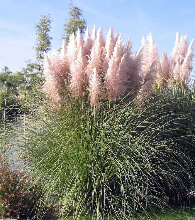 Cortaderia selloana