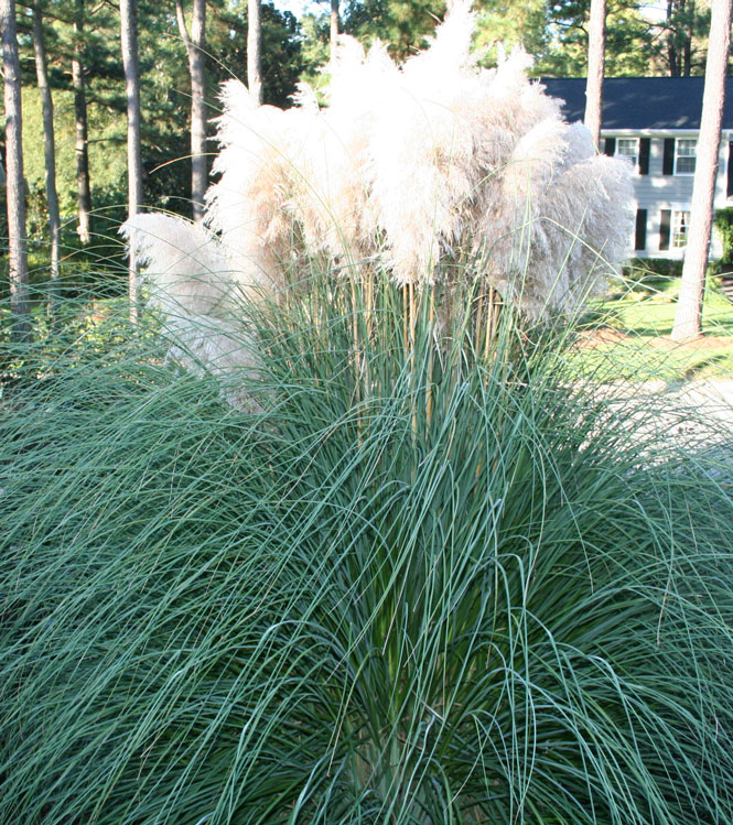 Cortaderia selloana