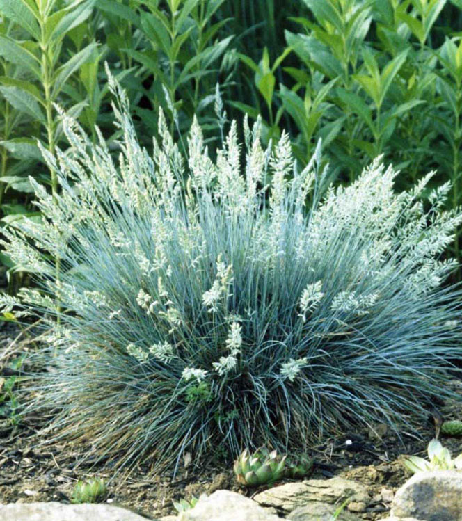 Festuca glauca