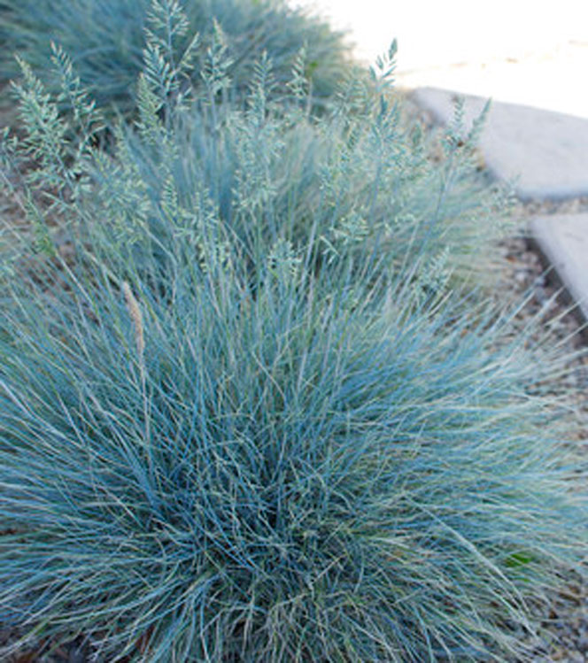 Festuca glauca