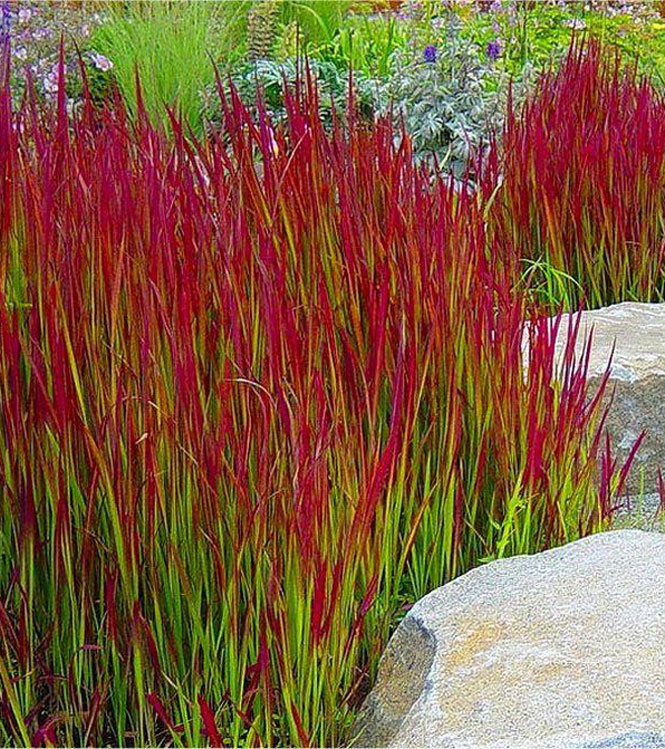 Imperata cylindrica Red Baron