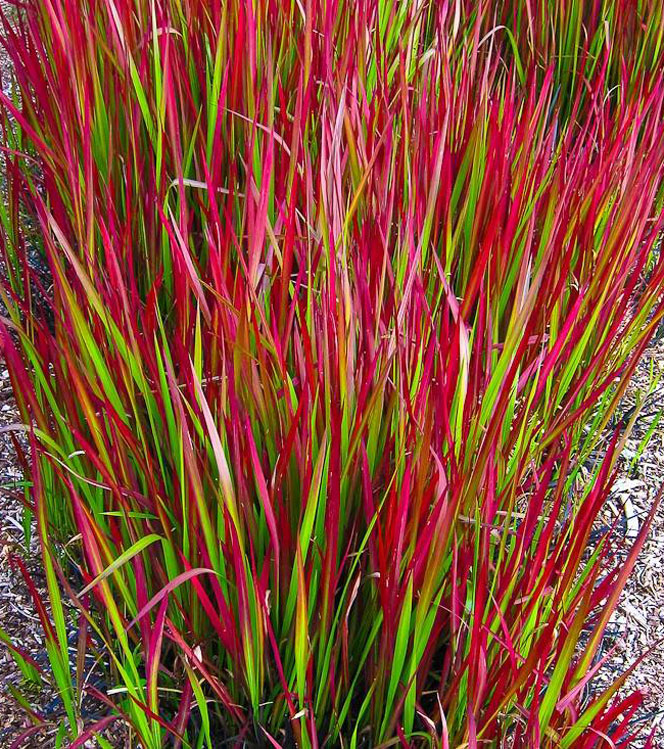 Imperata cylindrica Red Baron