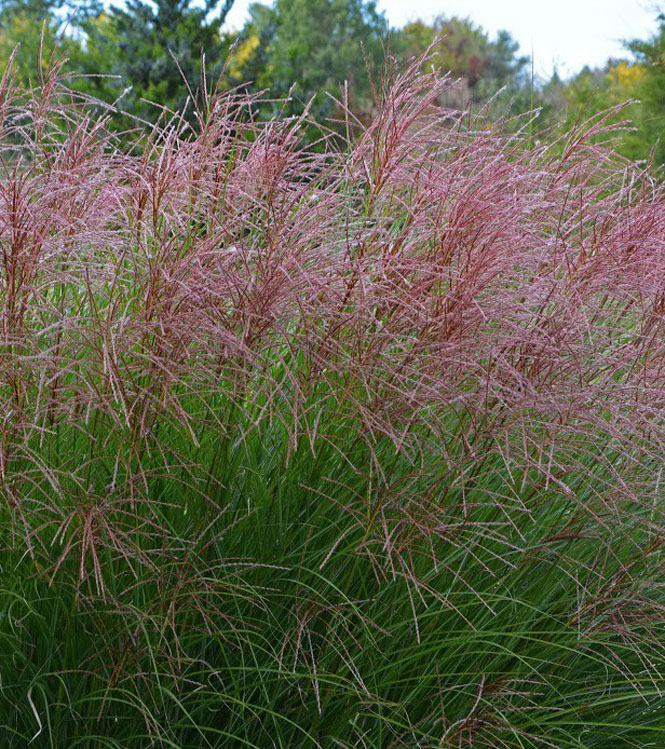 Miscanthus sinensis