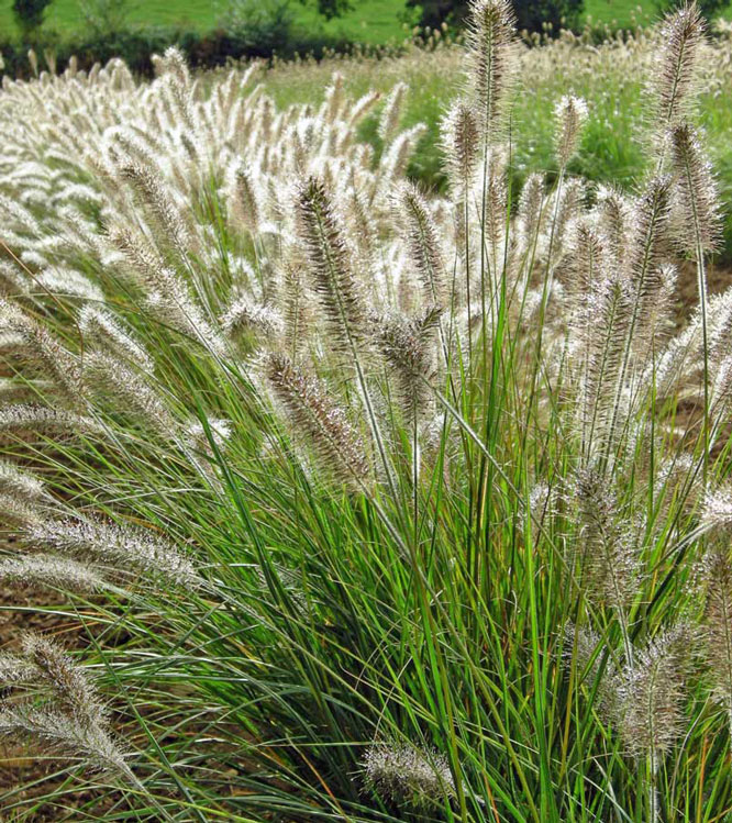 Pennisetum alopecuroides