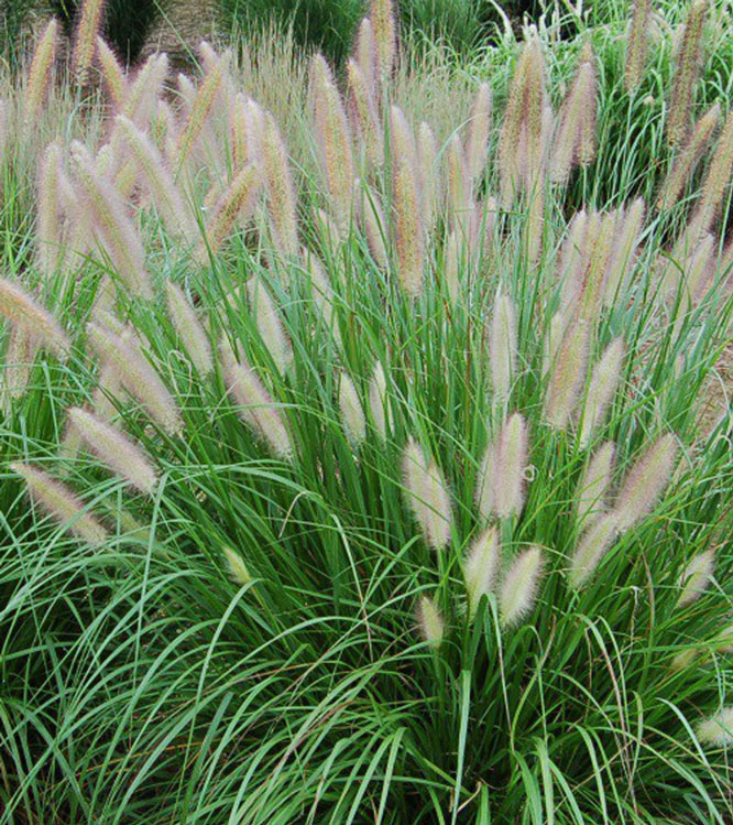 Pennisetum alopecuroides