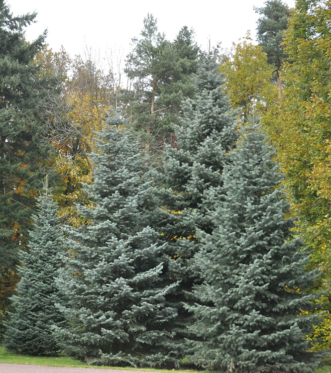 Abies concolor