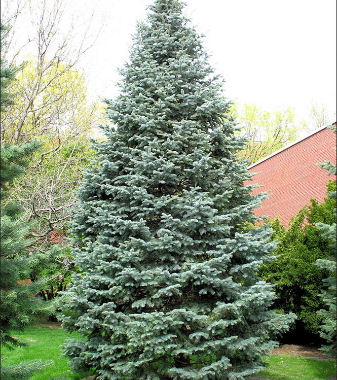 Abies concolor