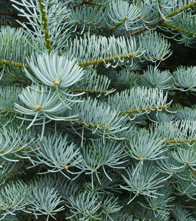 Abies concolor