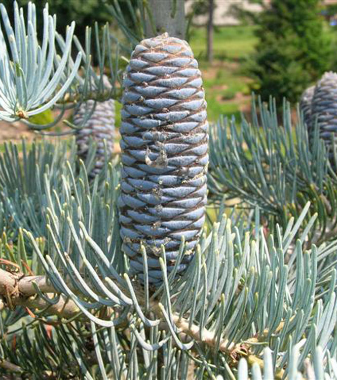 Abies concolor