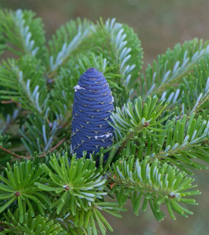 Abies koreana