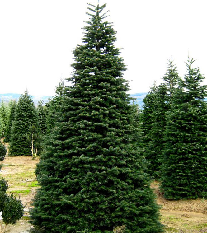 Abies nordmanniana