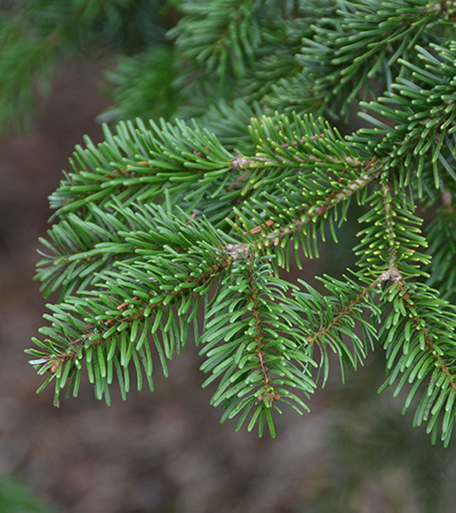 Abies nordmanniana