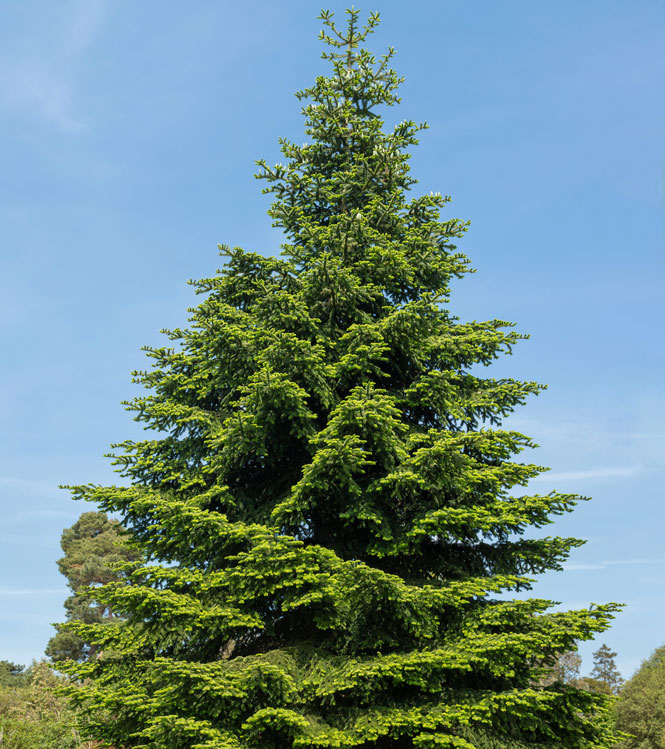 Abies pinsapo