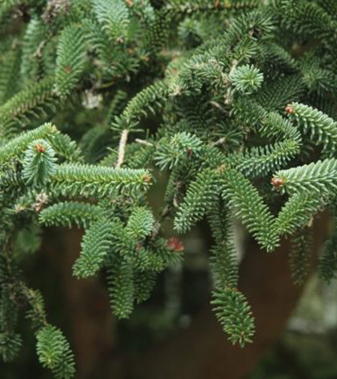 Abies pinsapo