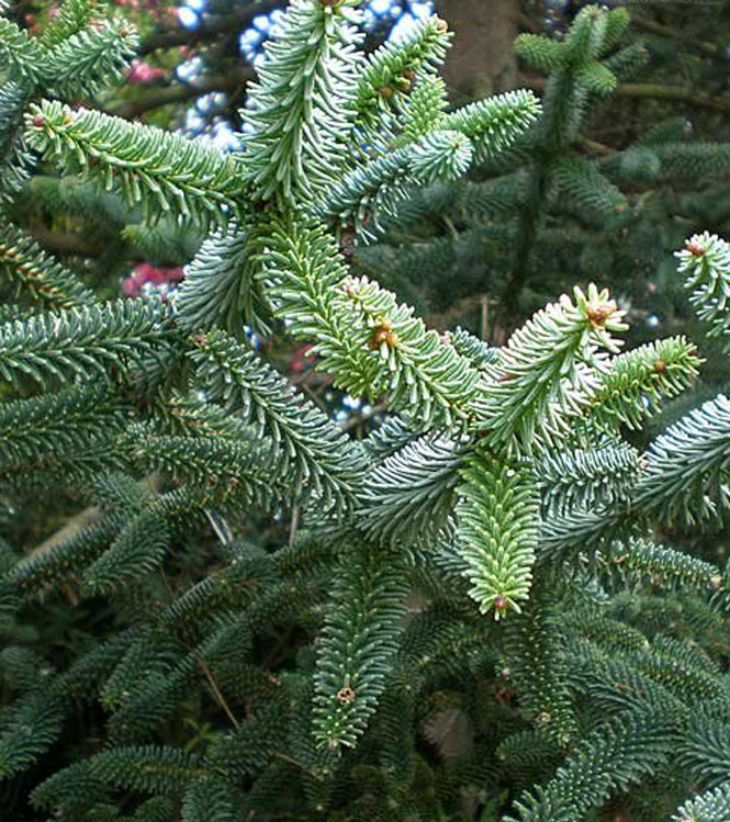 Abies pinsapo