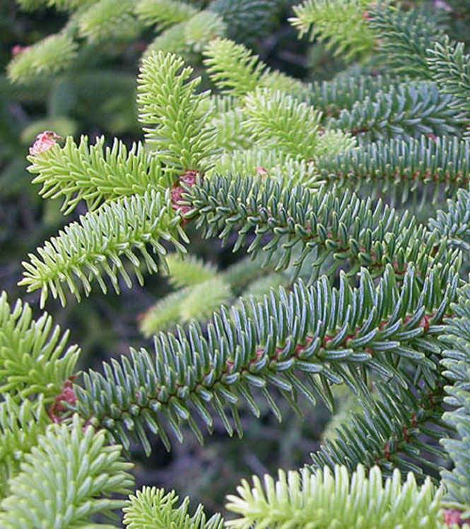 Abies pinsapo