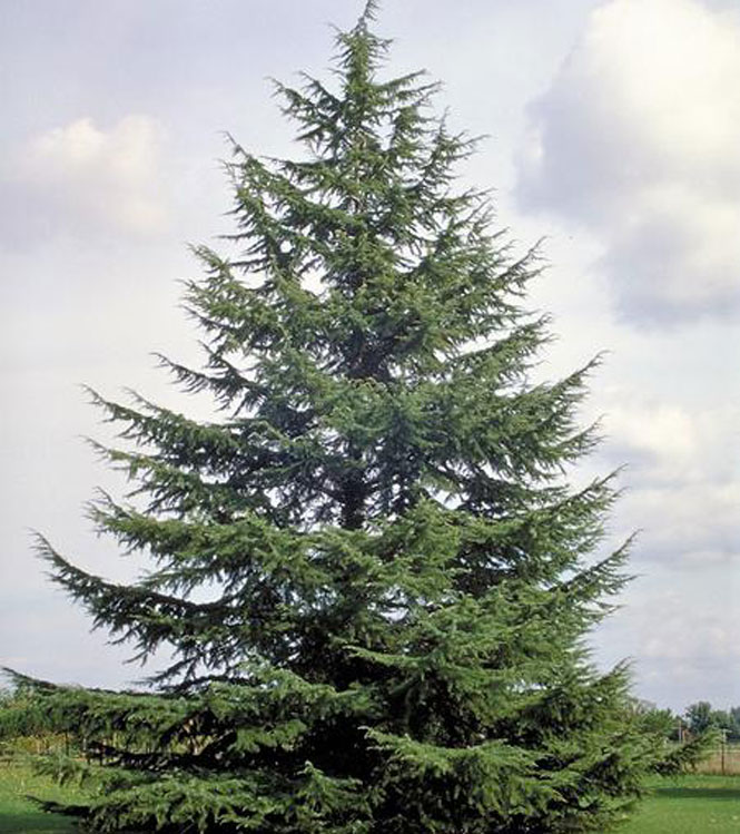 Cedrus atlantica