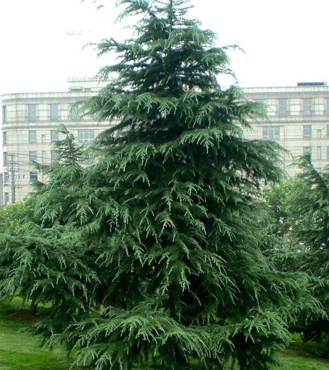 Cedrus deodara