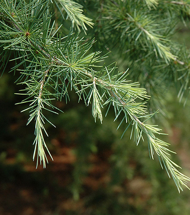 Cedrus deodara