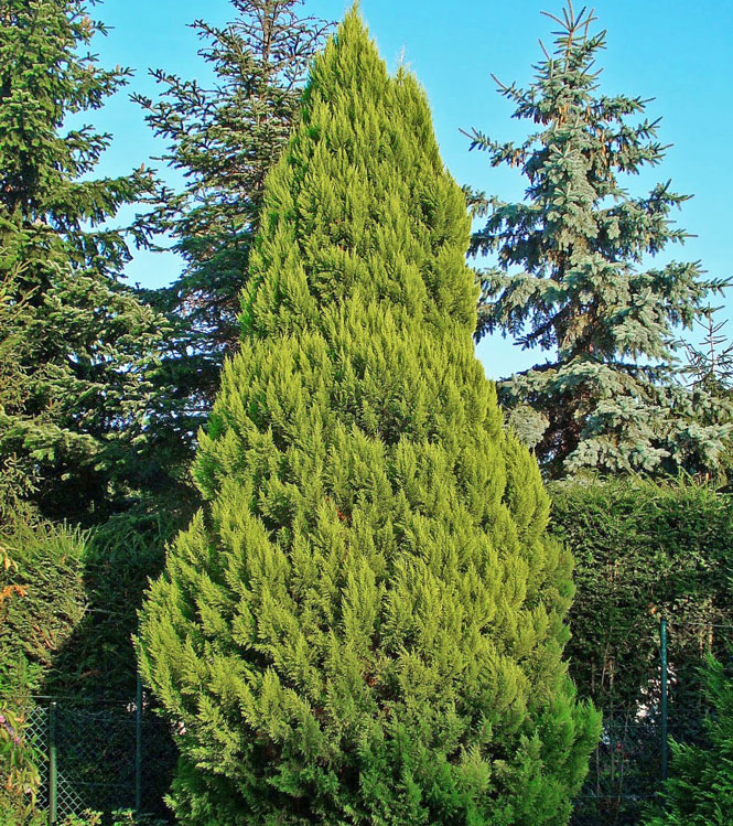 Chamaecyparis lawsoniana