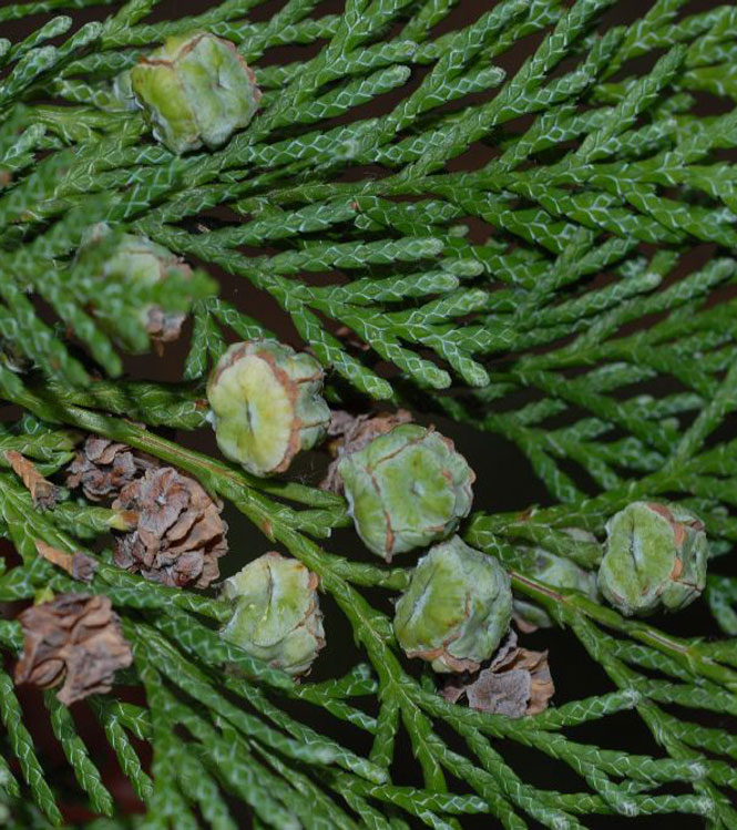 Chamaecyparis lawsoniana