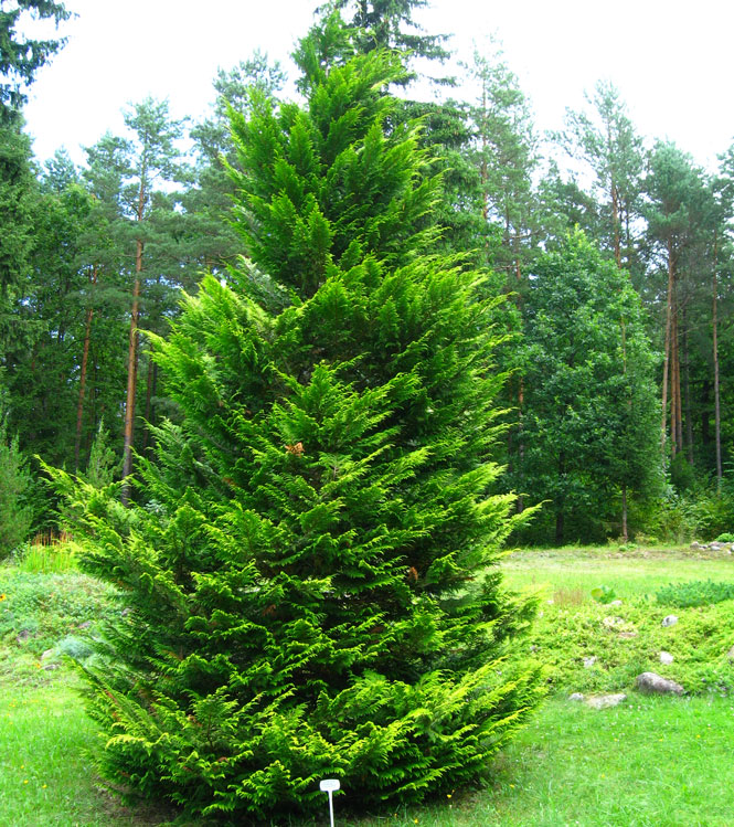 Chamaecyparis lawsoniana Stewartii