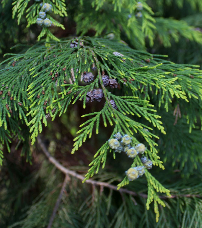 Chamaecyparis lawsoniana Stewartii