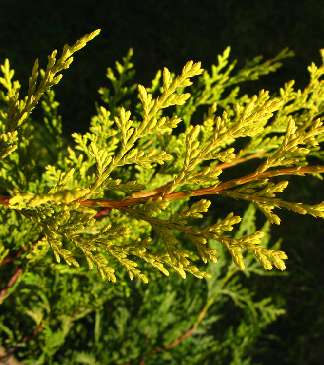 Cupressocyparis leylandii