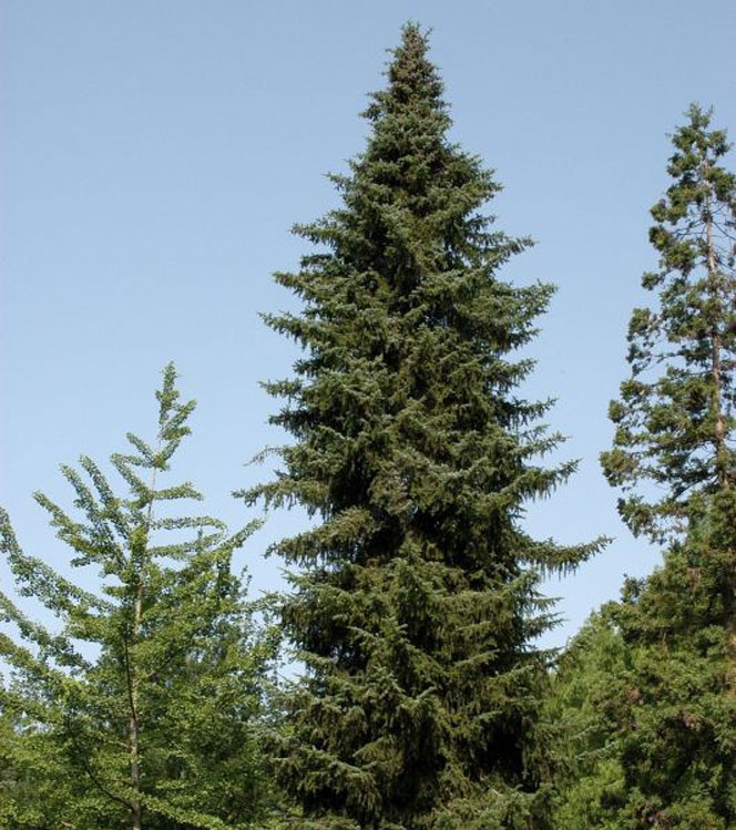 Picea omorica